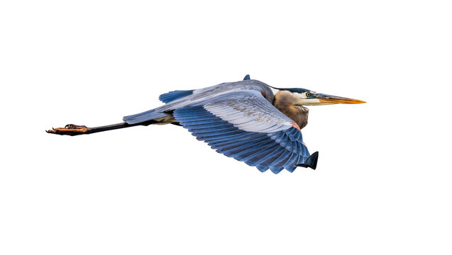 Isolated majestic Great Blue Heron in graceful flight with powerful outstretched wings.