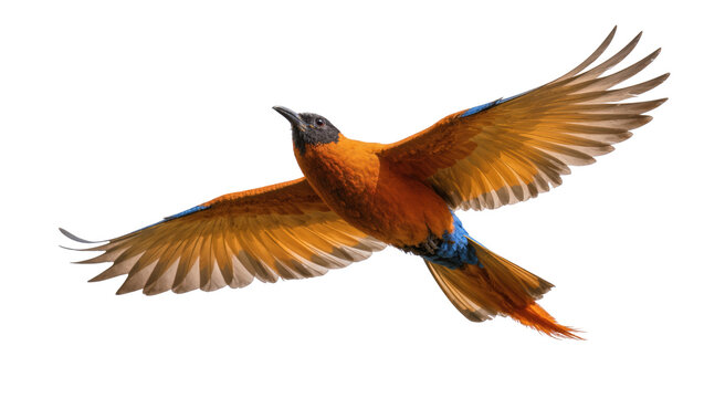 Isolated vibrant orange bird with black head and blue wing details soaring against clean backdrop