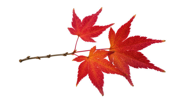 Isolated autumnal Japanese maple branch with vibrant red leaves showcasing seasonal beauty.