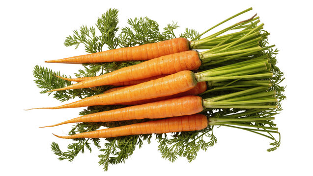 Isolated fresh organic carrots with green tops, a healthy and vibrant root vegetable harvest
