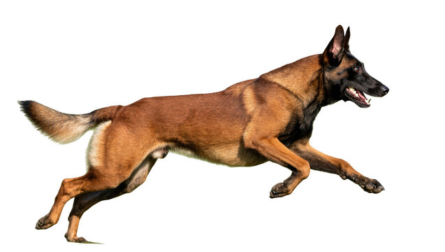Isolated Belgian Malinois dog in mid-air running motion, an athletic and powerful canine