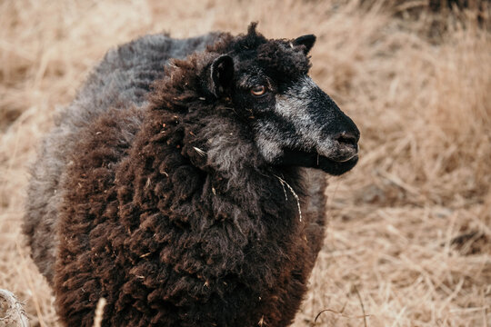 Big fluffy black sheep looking sidewards standing in dry paddock