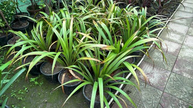 Tropical Pandanus Screw Pine Plants Growing in Nursery Pots