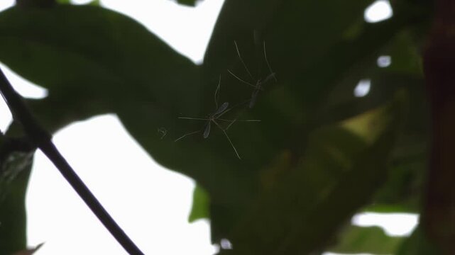 Two Crane flies (Tipulidae) hanging on a thin spider web under a leaf.