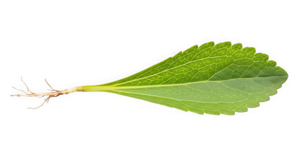 Fototapeta premium A single green leaf with a root on a transparent background
