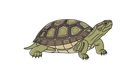 Obraz premium Realistic green turtle, featuring an intricately patterned shell and textured skin, walking steadily and gracefully on a clean white background.