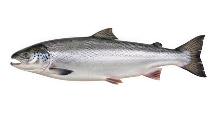 Fototapeta premium A large silver fish with dark spots on its back isolated on transparent background