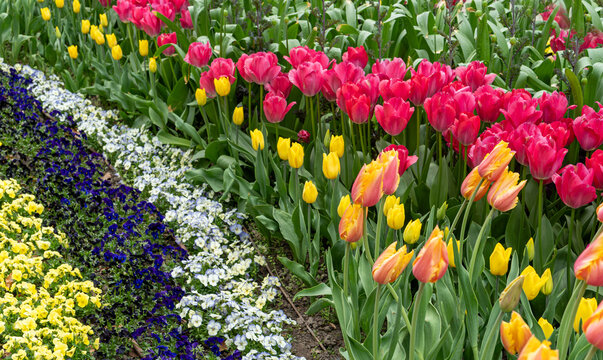 Tulip flowers in garden. Bloom tulips in park on flower bed, April bouquet, blooming tulipa
