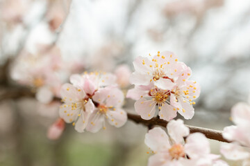 Fototapeta premium Close-up of apricot tree branch with delicate pink and white flowers in early spring.