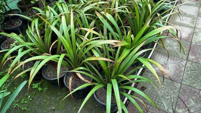 Green Pandanus Ornamental Foliage Plants in Garden Nursery