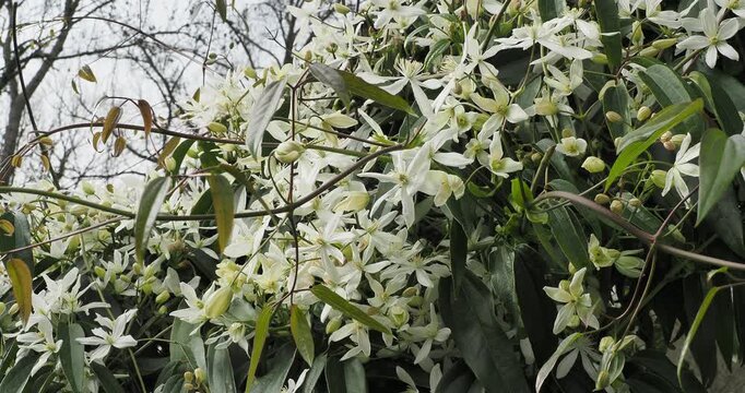 Clematis armandii | Armand clematis 'Snowdrift', plant made up of climbing vines adorned with pink buds that open into pure white, pearly flowers above glossy, elongated, leathery green foliage.
