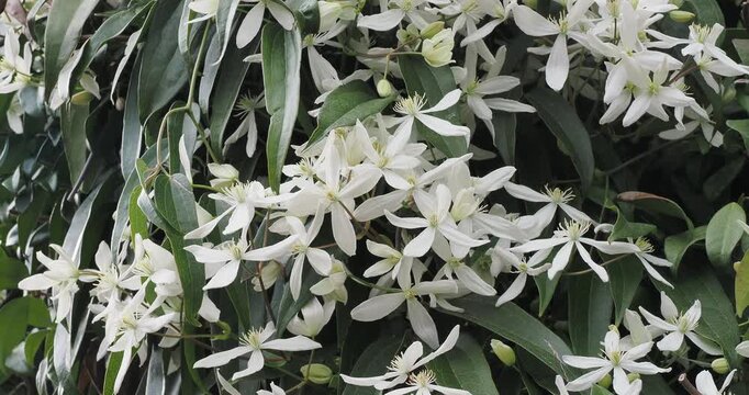 Clematis armandii  |  Armand clematis, climbing plant with abundant spring blooms of small, pure white, star-shaped flowers and tough, lanceolate dark green foliage that trembles slightly in the wind
