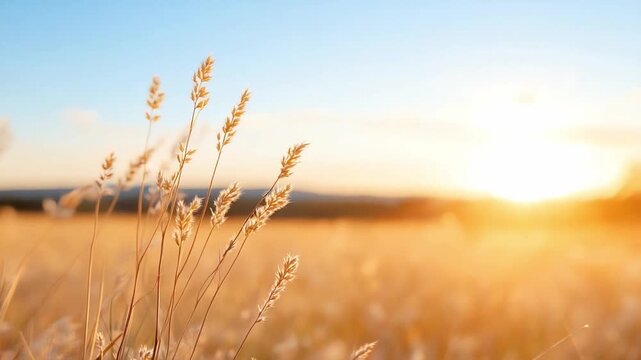 Golden Hour's Embrace: Wheat stalks bask in the warm, golden light of the setting sun, their delicate forms silhouetted against a serene, blurred landscape, evoking feelings of peace and tranquility.