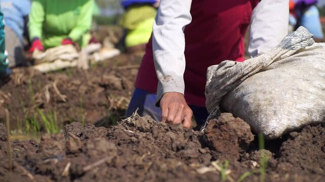 Dedicated farmers diligently working the fertile soil, planting or harvesting essential crops with their hands, embodying the hardworking spirit of agricultural labor