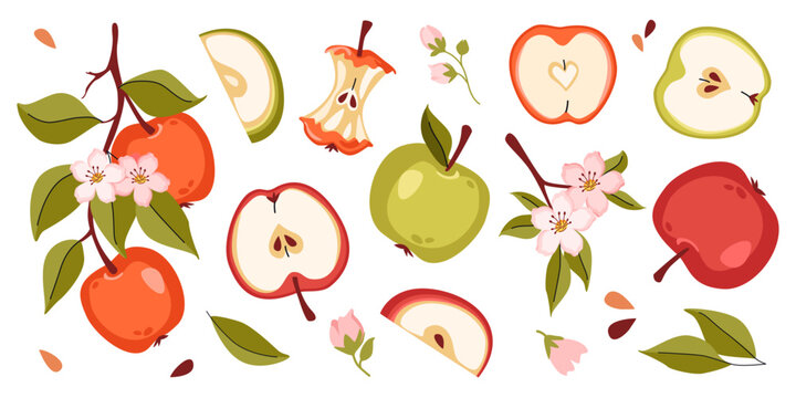Set with whole, halves and slices apple, blossoms, leaves and seeds, tree brunch. Vector illustration of red and green eco fruits. Botanical elements isolated on light background