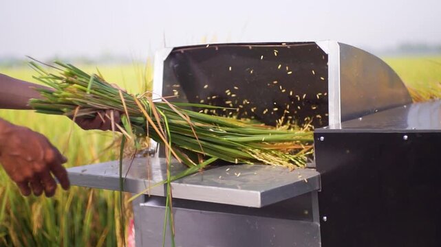 Close-up a farmer's hands diligently feeding freshly harvested rice stalks into a compact threshing machine, illustrating efficient agricultural processing of crops for food production