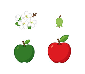 Botanical illustration of an apple life cycle from white spring blossoms and young green fruit to a ripe red apple with a leaf on white background