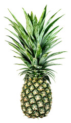 Obraz premium Fresh whole pineapple with a long green leafy crown isolated. Studio shot of raw exotic tropical fruit, perfect for healthy eating, grocery and summer concepts.