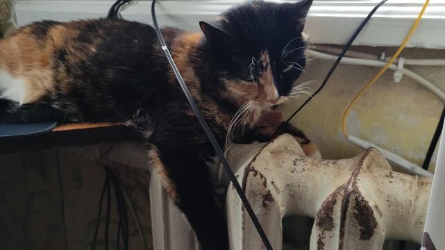 Tortoiseshell cat lying on radiator keeping warm