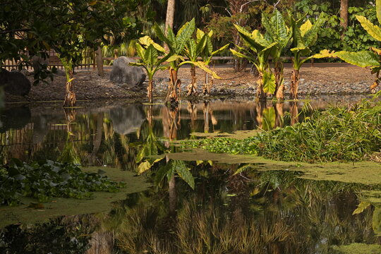 Cetral part "Octogono" in botanical garden Palmetum in Santa Cruz de Tenerife, Canary, Canary Islands, Spain, Europe
