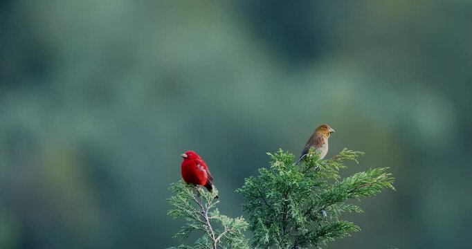Scarlet Finch Pair sitting on tree top near Mandal, Uttarakhand, India 