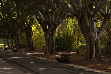 Trees in public park "Parque Garcia Sanabria" in Santa Cruz de Tenerife, Canary, Canary Islands, Spain, Europe
