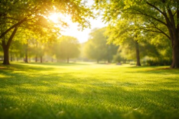 Lush green grass covering an open park space, bathed in warm morning or evening sunshine filtering through vibrant tree foliage, creating a peaceful and refreshing natural landscape