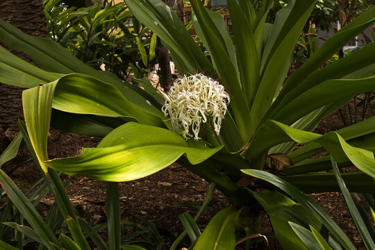 Grand crinum lily in public park "Parque Garcia Sanabria" in Santa Cruz de Tenerife, Canary, Canary Islands, Spain, Europe
