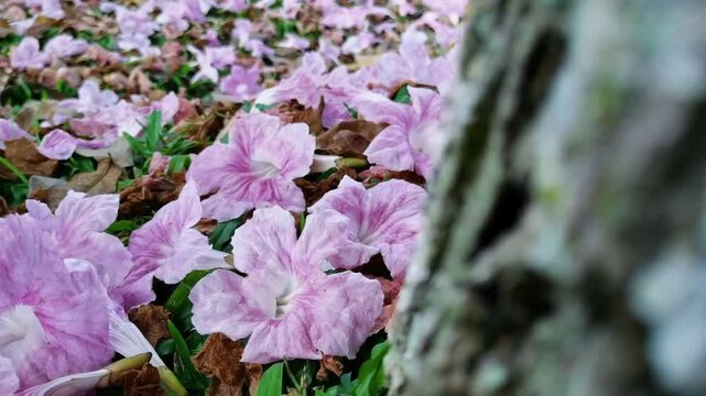 The flowers of the Tekoma tree (Tabebuia Rosea) begin to fall in autumn.
The tree gets its name because its abundant flowers resemble the cherry blossoms in Japan