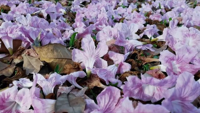 The flowers of the Tekoma tree (Tabebuia Rosea) begin to fall in autumn.
The tree gets its name because its abundant flowers resemble the cherry blossoms in Japan