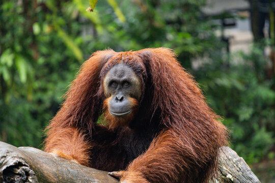 Orangutan in the Singapore Zoo