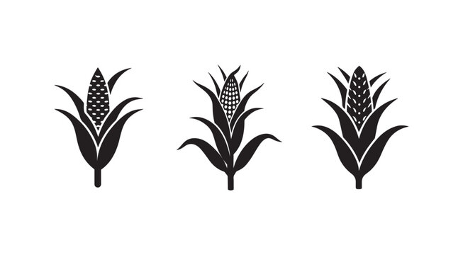 Set of corn silhouettes with leaves and ears of corn on white background  corn icons  agricultural symbols