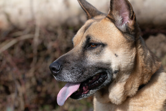 Portrait of a large brown dog with its tongue hanging out of its mouth. The dog looks alert.