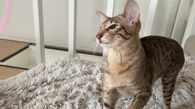 Cat playing with a pink thread