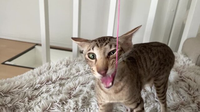Cute oriental shorthair cat playing with thread in slow motion