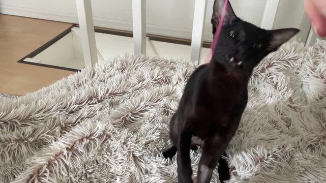 Cute black oriental shorthair cat playing with pink thread