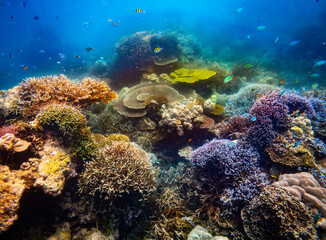 Corel  reef  under water world  of  North Andaman, Surin island  Thailand © Tongik