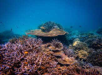 Corel  reef  under water world  of  North Andaman, Surin island  Thailand © Tongik