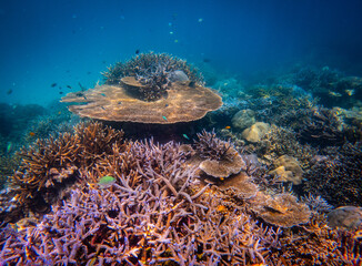 Corel  reef  under water world  of  North Andaman, Surin island  Thailand © Tongik