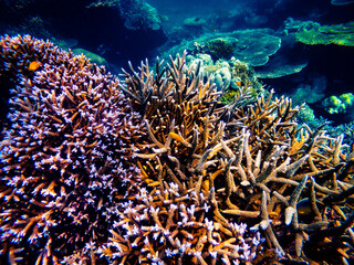Corel  reef  under water world  of  North Andaman, Surin island  Thailand © Tongik