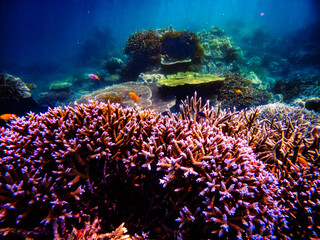Coral reef  under water world  of  North Andaman, Surin island  Thailand  © Tongik