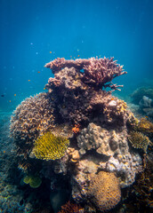 Coral reef  under water world  of  North Andaman, Surin island  Thailand  © Tongik