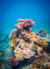 Corel  reef  under water world  of  North Andaman, Surin island  Thailand © Tongik