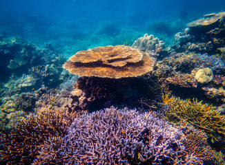 Corel  reef  under water world  of  North Andaman, Surin island  Thailand © Tongik