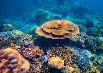 Corel  reef  under water world  of  North Andaman, Surin island  Thailand © Tongik