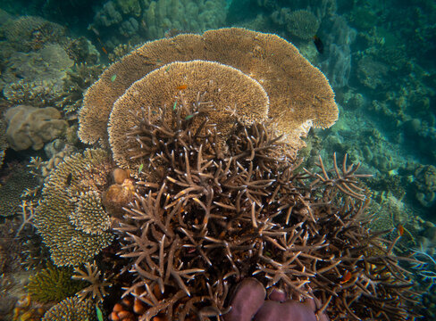 Corel  reef  under water world  of  North Andaman, Surin island  Thailand