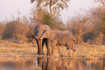 Obraz premium Two African elephants interacting and touching trunks in the bush in red afternoon sunlight