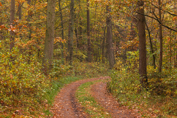 Obraz premium Forest path winding through vibrant autumn trees, Wyczechowo, Poland.