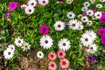Fototapeten Gänseblümchen A top down view of a patch of hybrid white African daisy flowers  © Tatiana Kashko