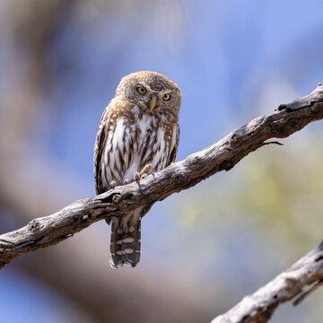Small pearl-spotted owlet perched on a branch in daylight